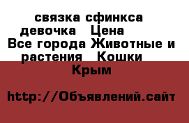 связка сфинкса. девочка › Цена ­ 500 - Все города Животные и растения » Кошки   . Крым